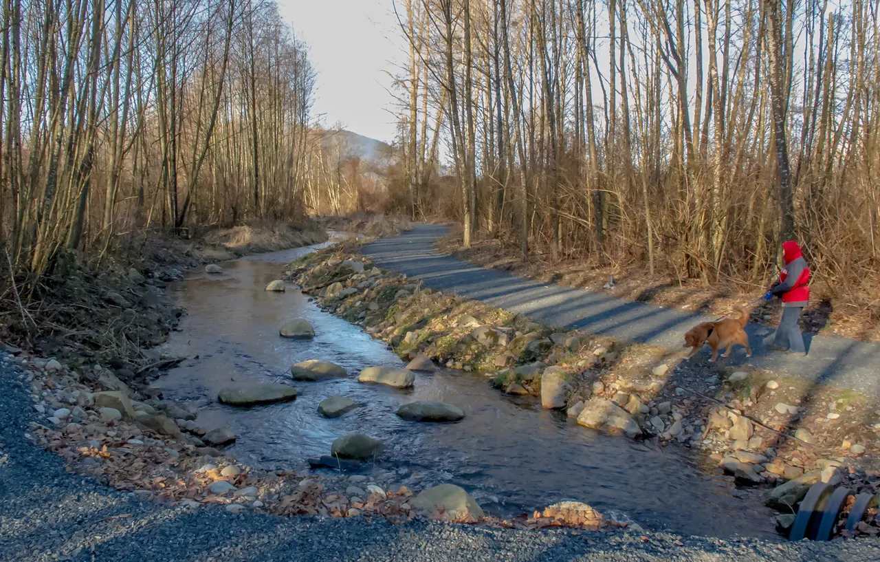 Browne Creek Wetlands in Chilliwack, British Columbia.