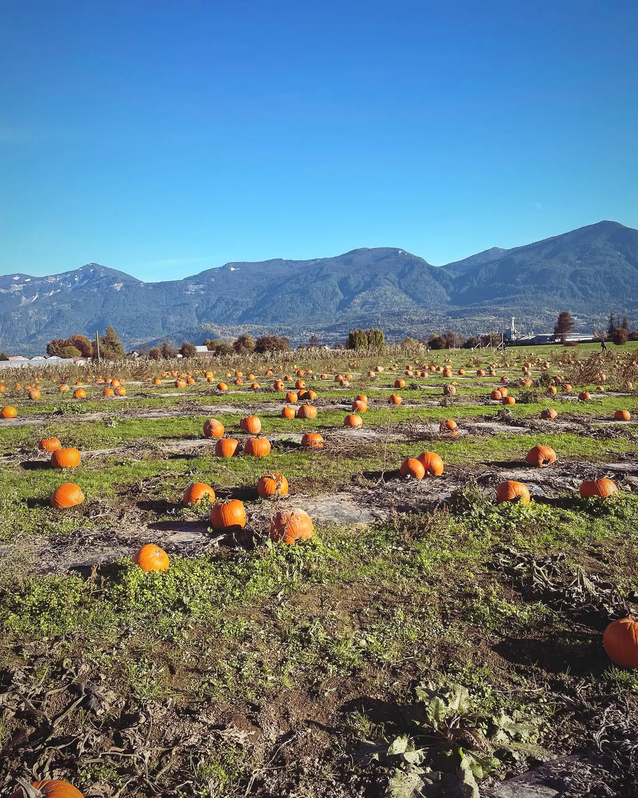 Pumpkin patch at Fantasy Farms